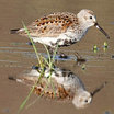 Dunlin